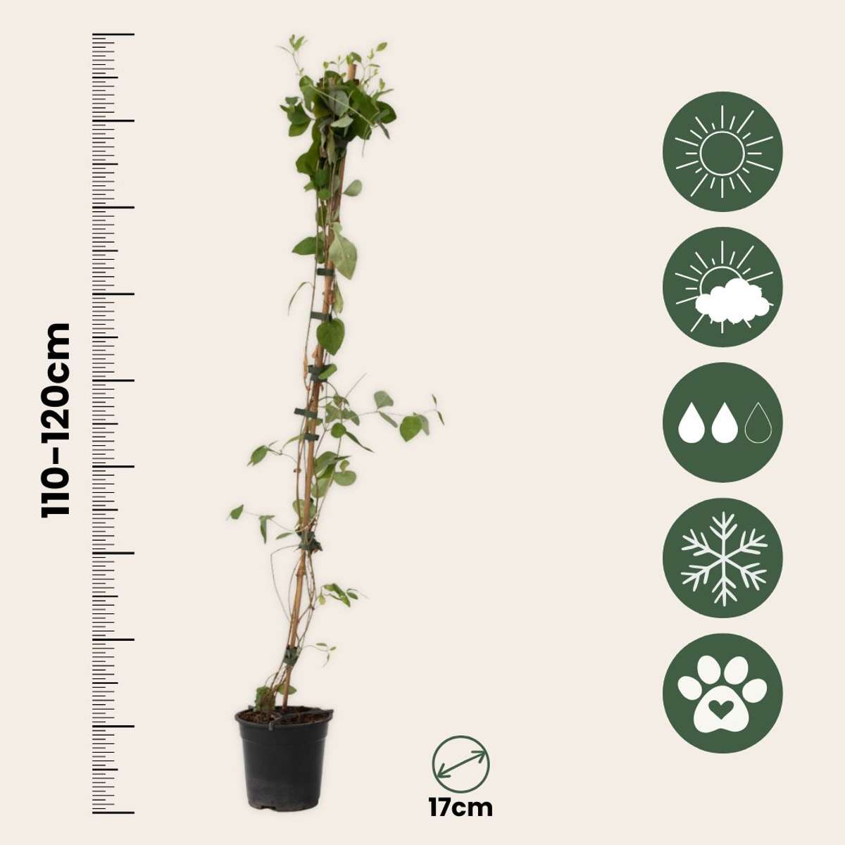 Lonicera x Heckrotti American Beauty - 2er-Set