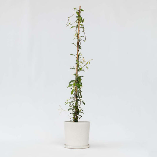 Trachelospermum 'Pink Showers' - Jasmin