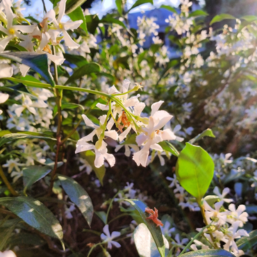 Trachelospermum „Pink Showers“ – 2er-Set – Jasmin