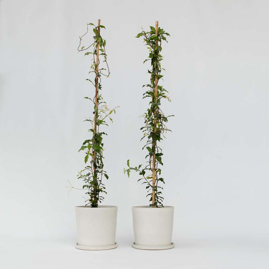 Trachelospermum „Pink Showers“ – 2er-Set – Jasmin