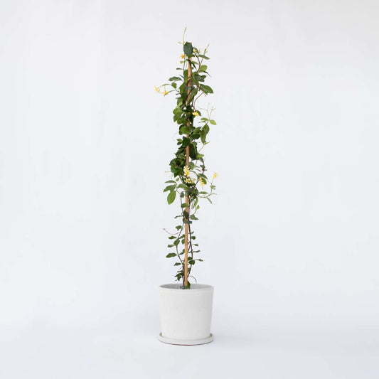 Trachelospermum jasminoides 'Stern der Toskana'