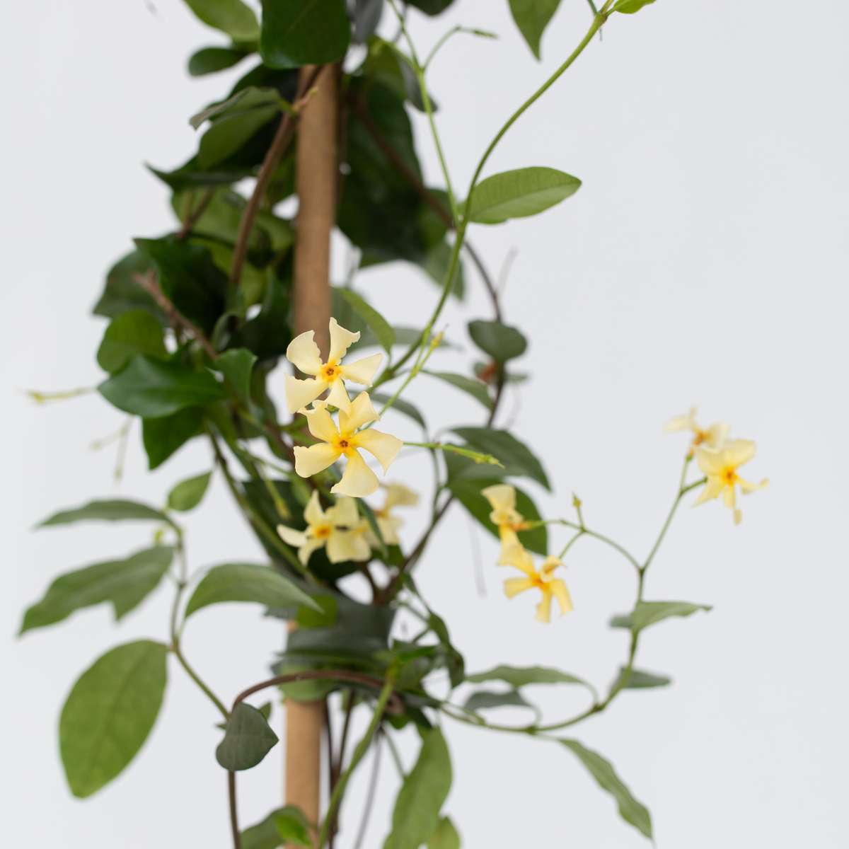 Jasminoides 'Ster van Toscane' - Set van 2 - Jasmijn
