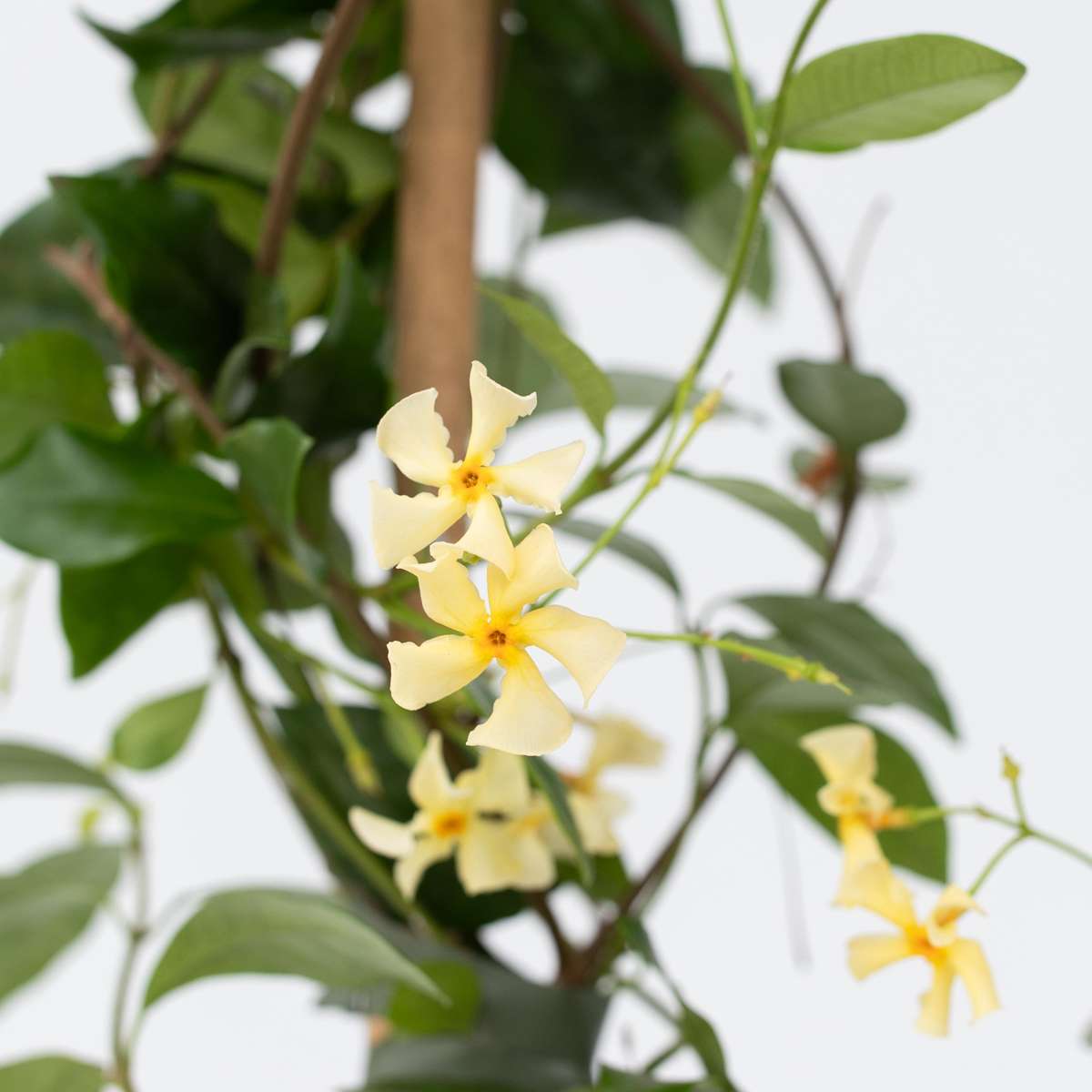 Jasminoides 'Ster van Toscane' - Set van 2 - Jasmijn