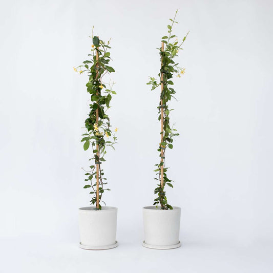 Jasminoides 'Star of Tuscany' - 2er-Set - Jasmin