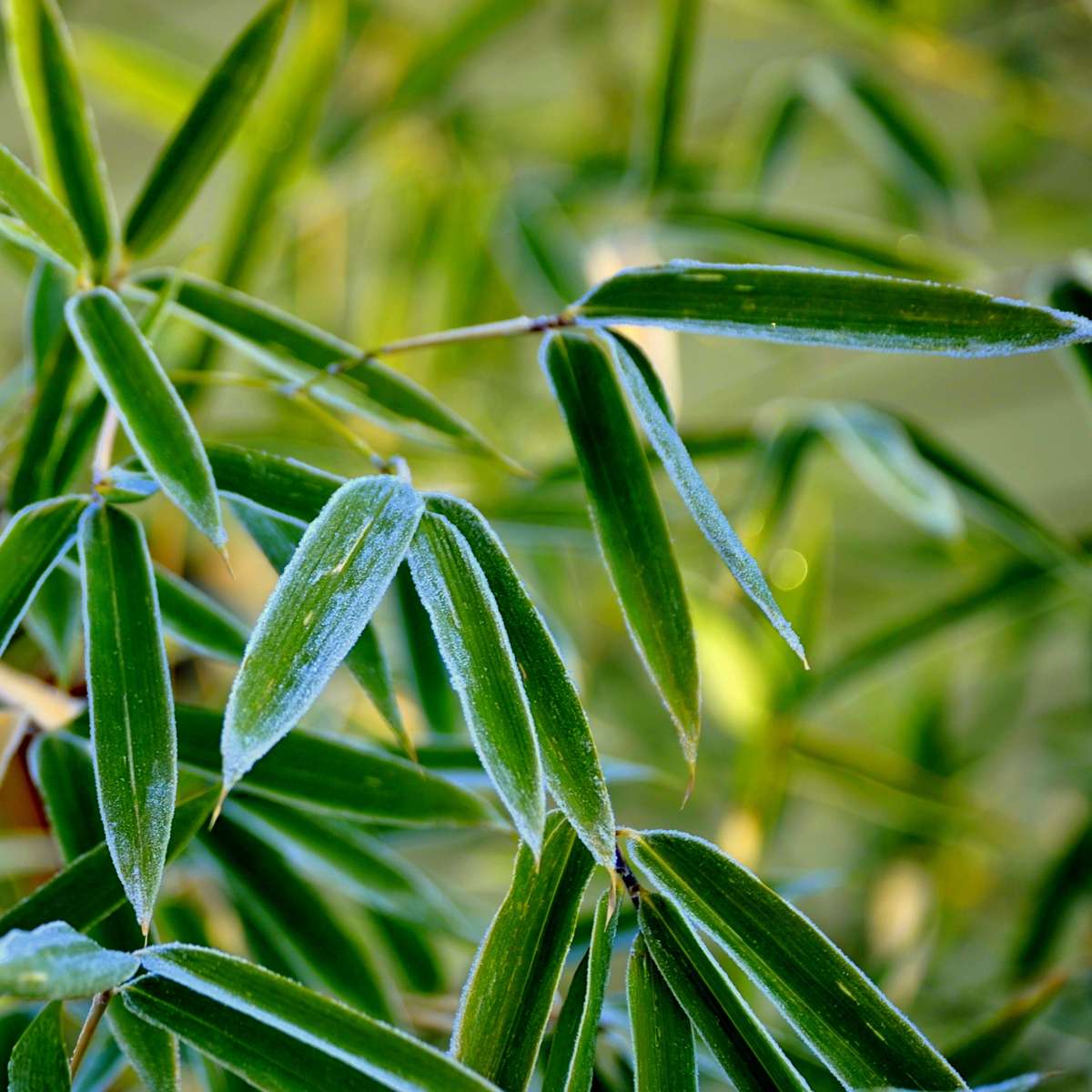 Fargesia Rufa - Set van 6 - Bamboe - Met plantenvoeding
