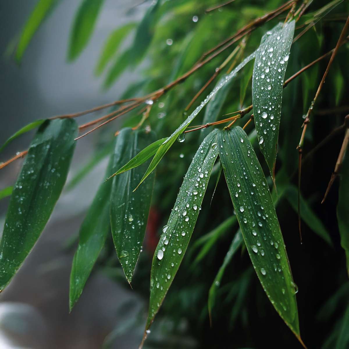 Fargesia Rufa - Set van 6 - Bamboe - Met plantenvoeding
