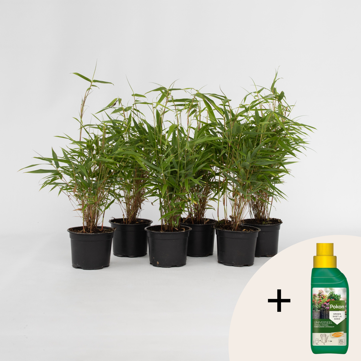 Fargesia Rufa - Set van 6 - Bamboe - Met plantenvoeding