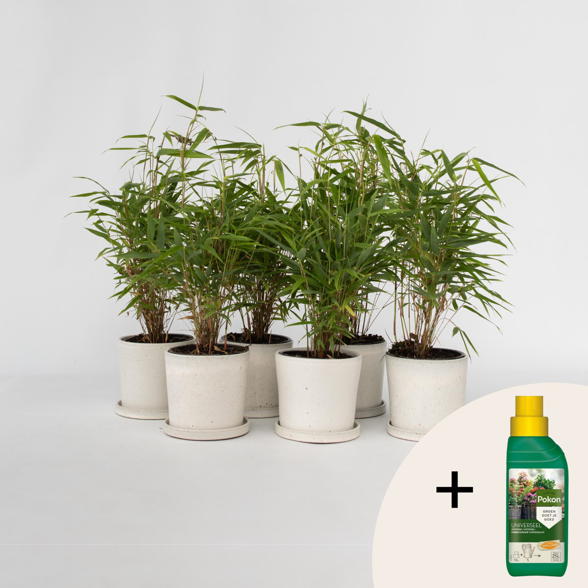 Fargesia Rufa - Set van 6 - Bamboe - Met plantenvoeding