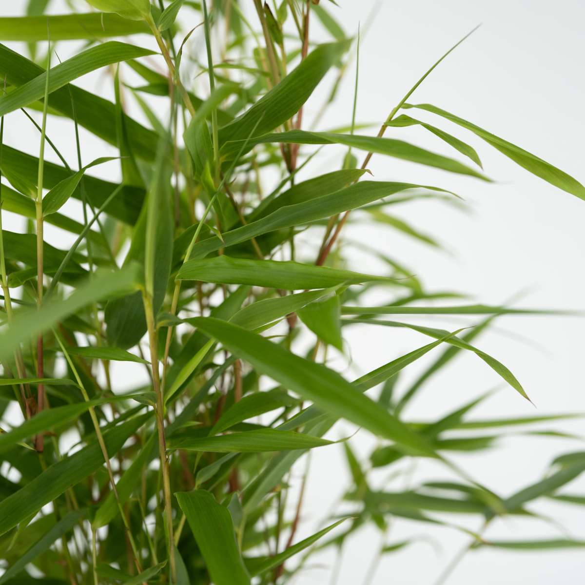 Fargesia Rufa - Set van 6 - Bamboe - Met plantenvoeding