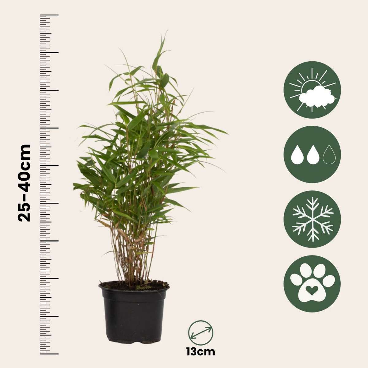 Fargesia Rufa - Set van 6 - Bamboe - Met plantenvoeding