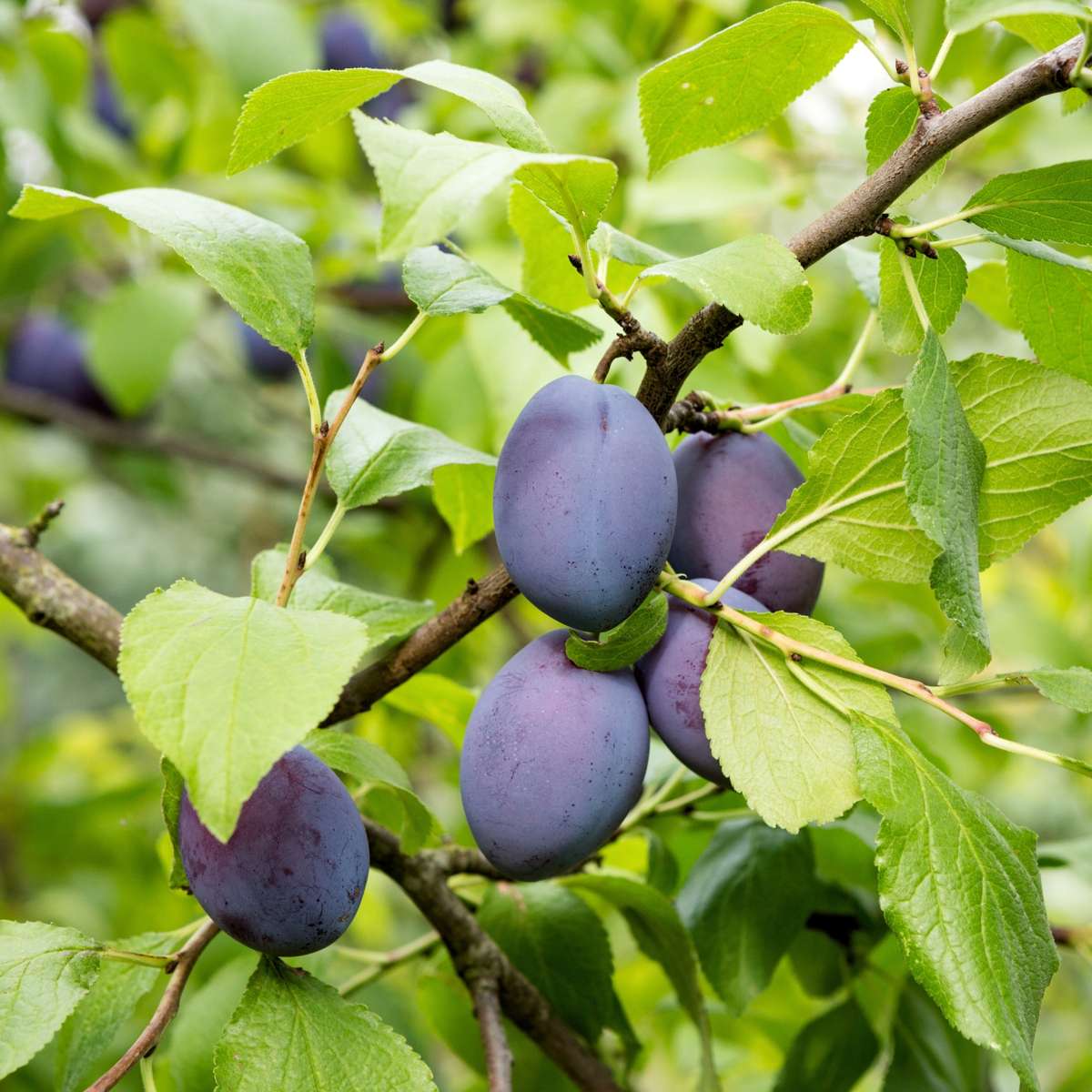 Prunus domestica 'Opal' - Pflaumenbaum