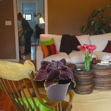 Florazo extra product image 1 for Coleus MS Abbey Road - Kamerplant | Florazo