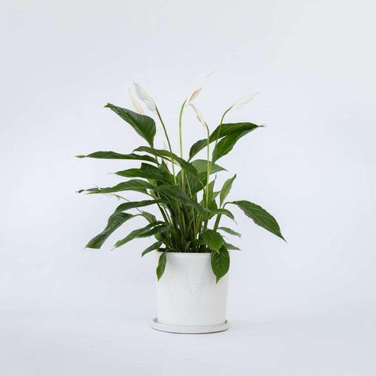 Spathiphyllum 'Lima'