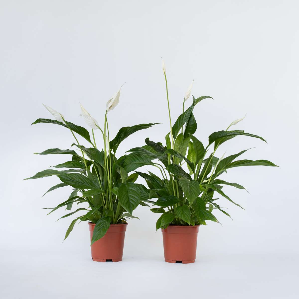 Spathiphyllum 'Lima' - 2er-Set