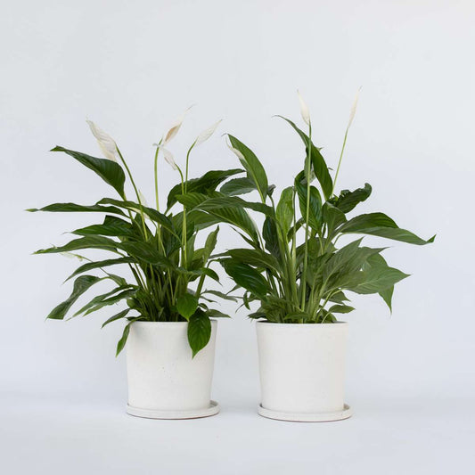 Spathiphyllum 'Lima' - 2er-Set