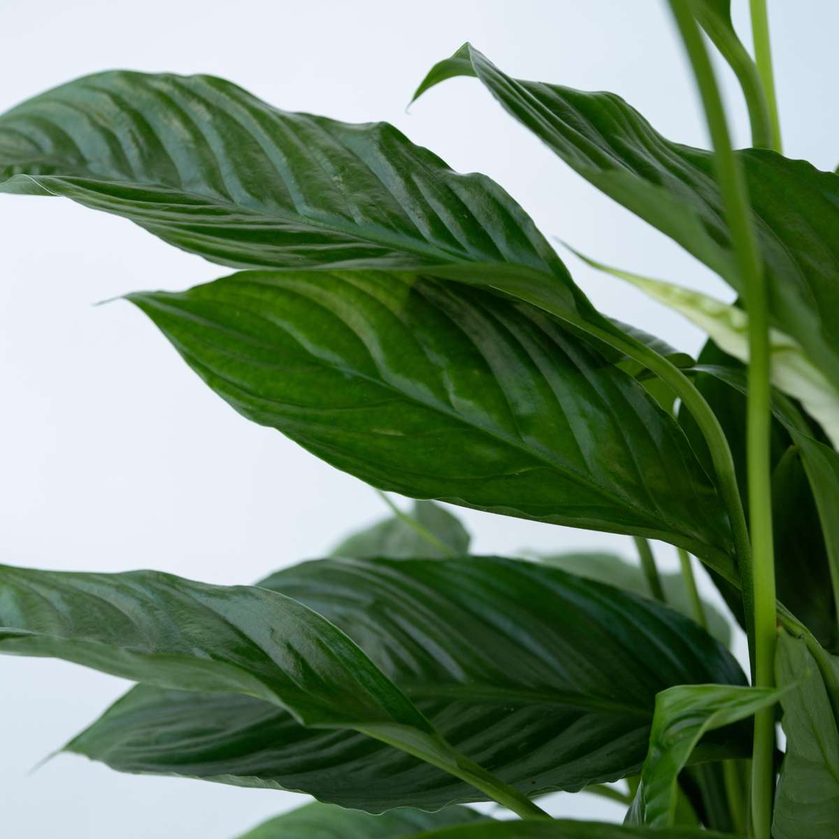 Spathiphyllum 'Lima' - Set van 4
