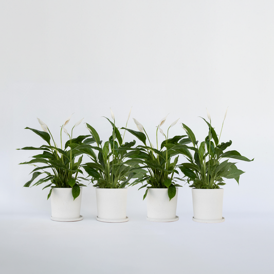 Spathiphyllum 'Lima' - 4er-Set