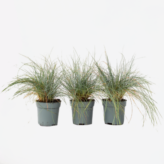 Festuca glauca 'Elijah Blue' - 3er-Set - Ziergras