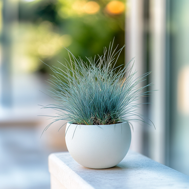 Festuca glauca 'Elijah Blue' - 3er-Set - Ziergras