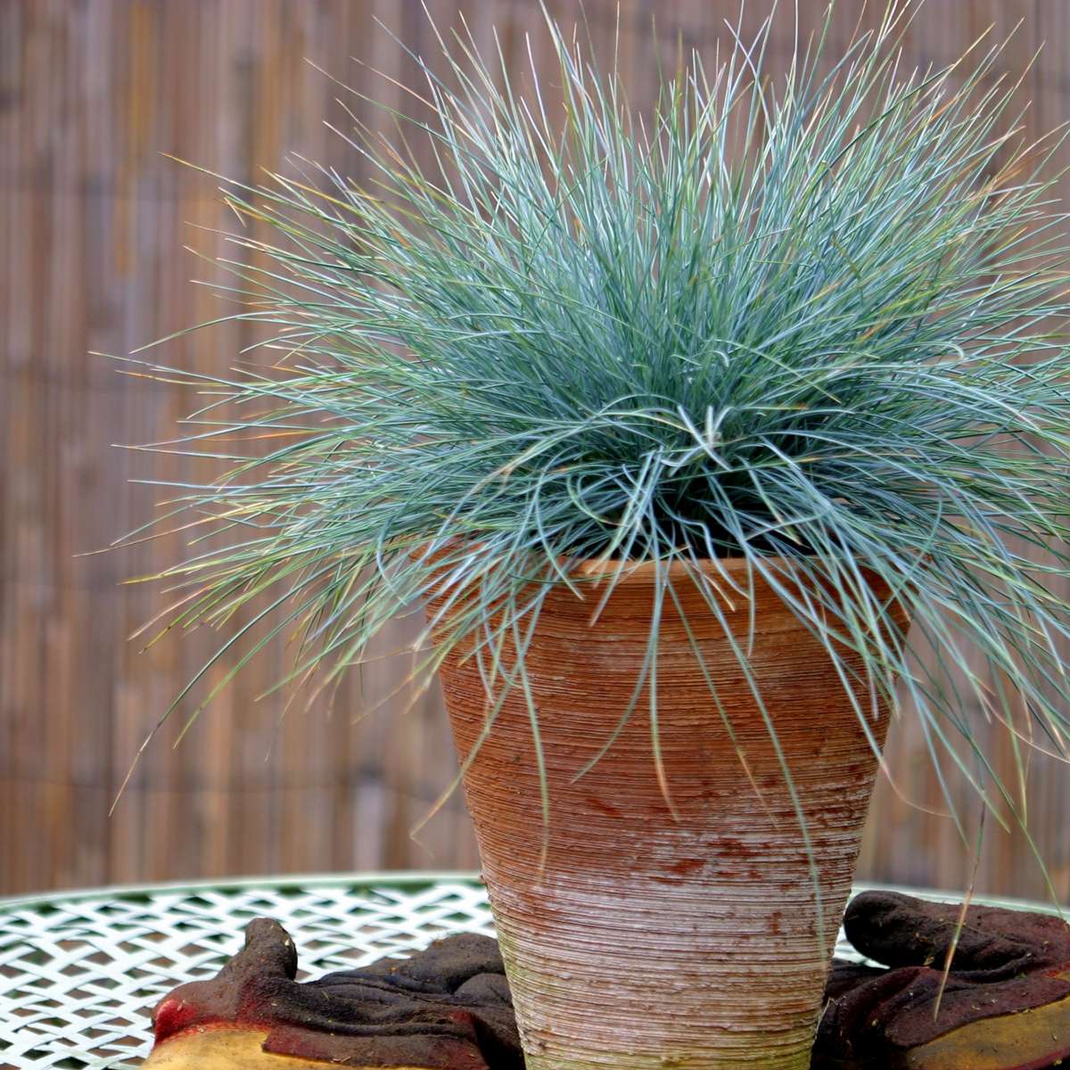 Festuca glauca 'Elijah Blue' - Set van 6 - Siergras