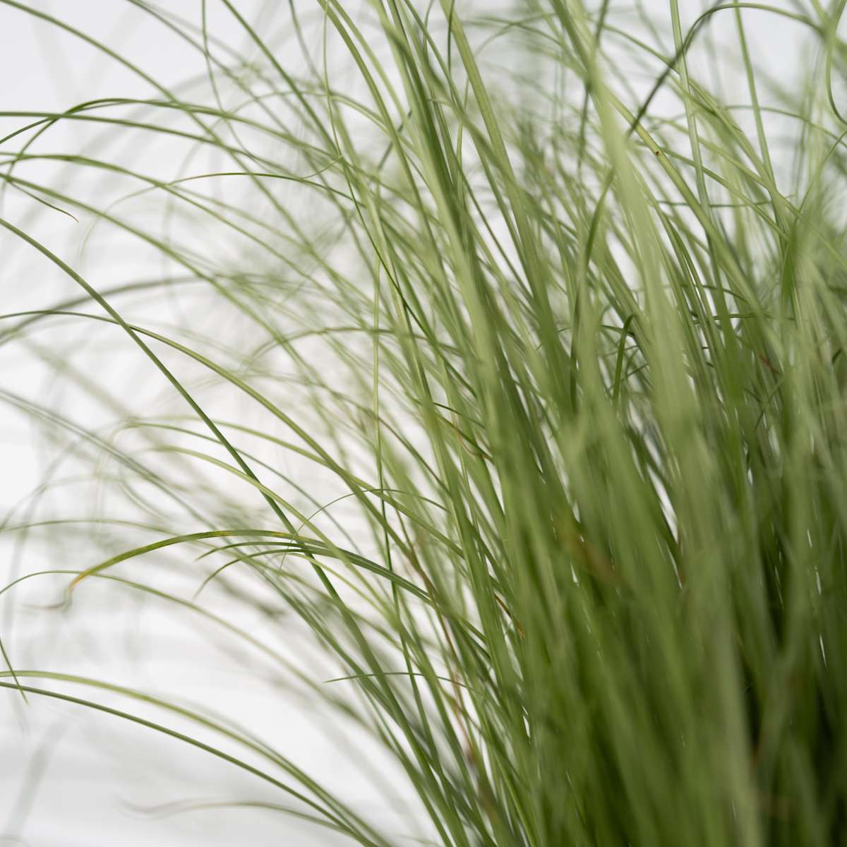 Festuca glauca 'Elijah Blue' - Set van 6 - Siergras
