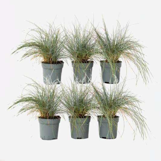 Festuca glauca 'Elijah Blue' - 6er-Set - Ziergras