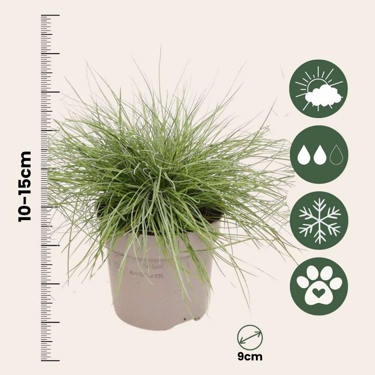 Festuca glauca 'Elijah Blue' - Set van 6 - Siergras