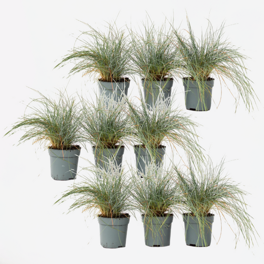 Festuca glauca 'Elijah Blue' - 9er-Set - Ziergras