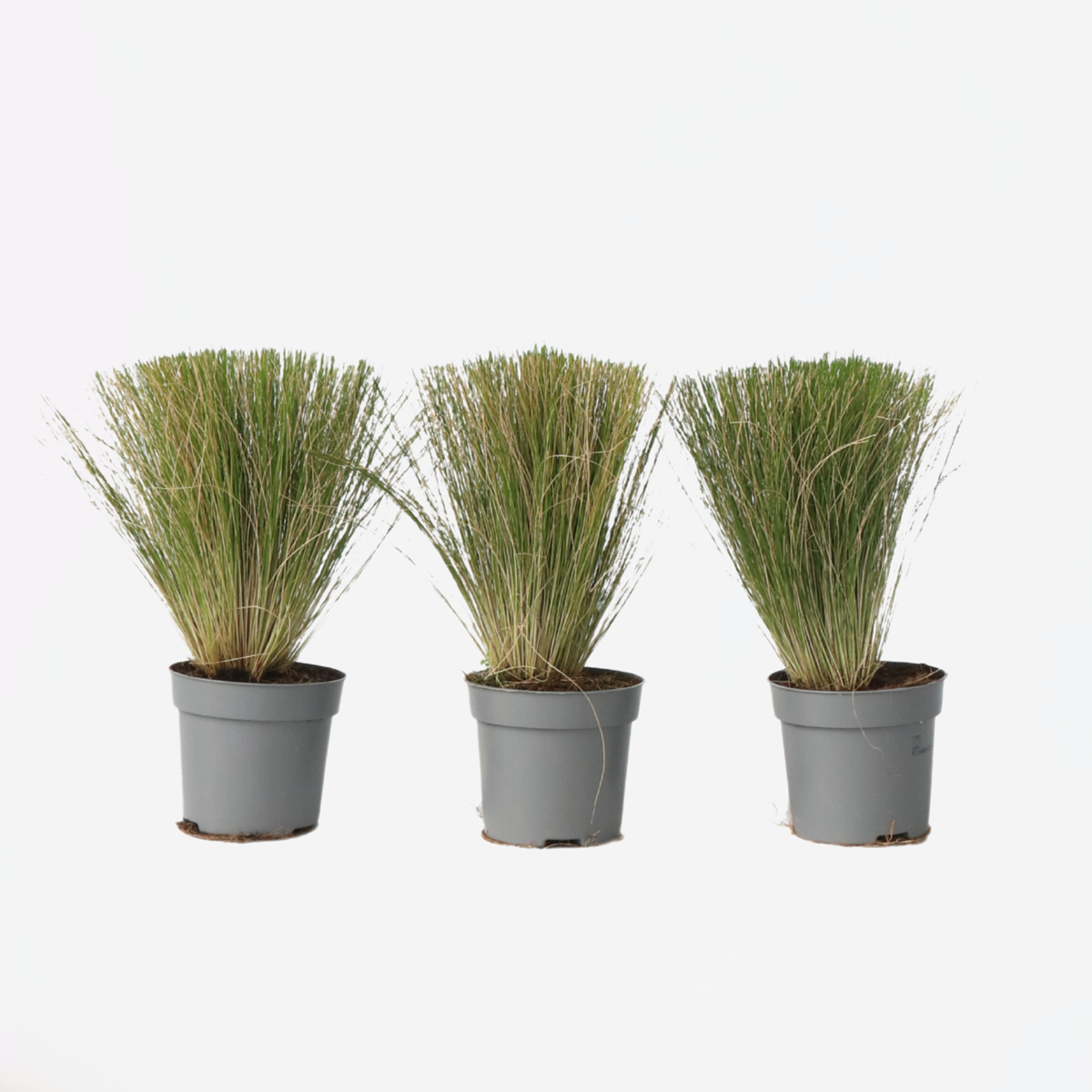 Stipa tenuifolia 'Pony Tails' - Set van 3 - Siergras