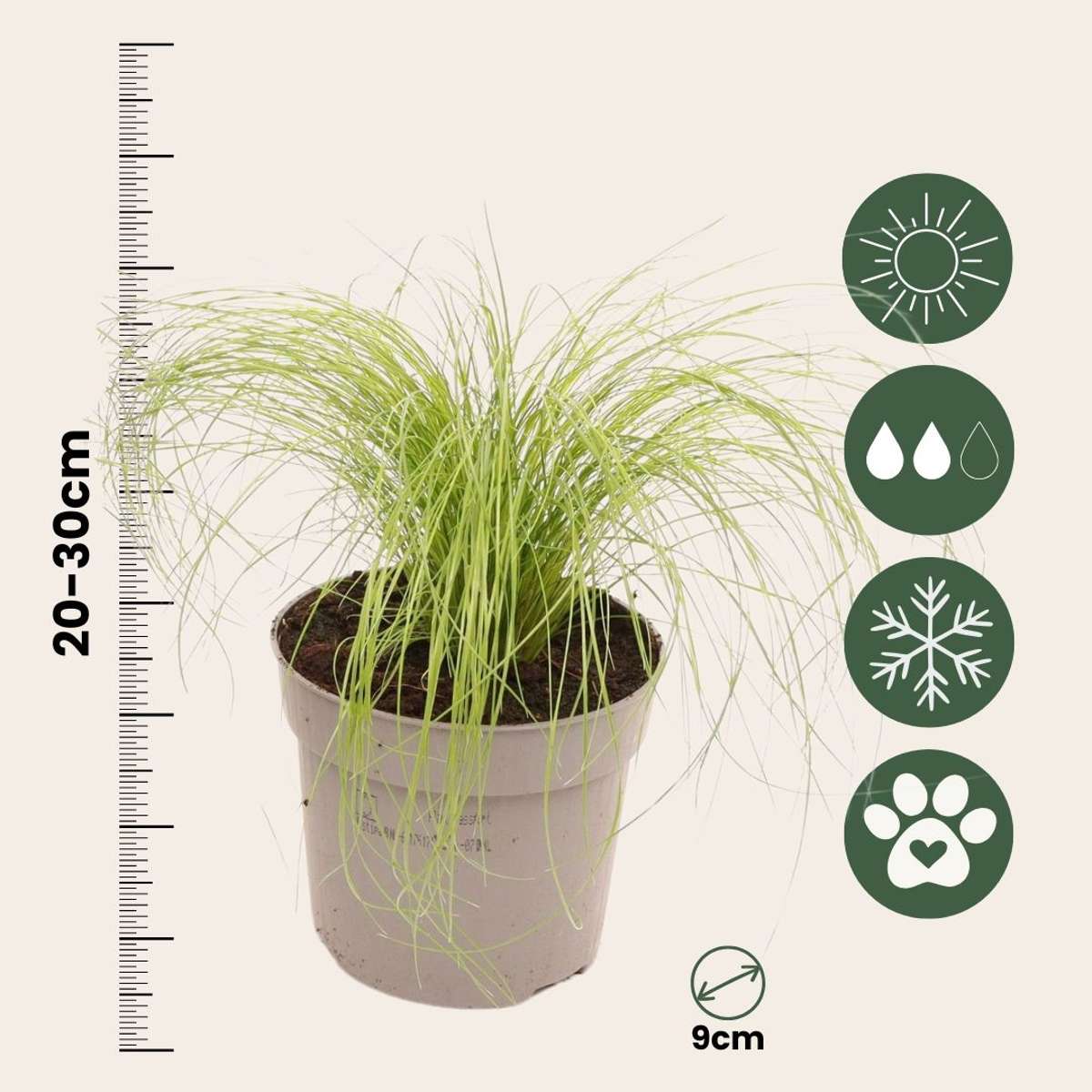 Stipa tenuifolia 'Pony Tails' - Set van 3 - Siergras