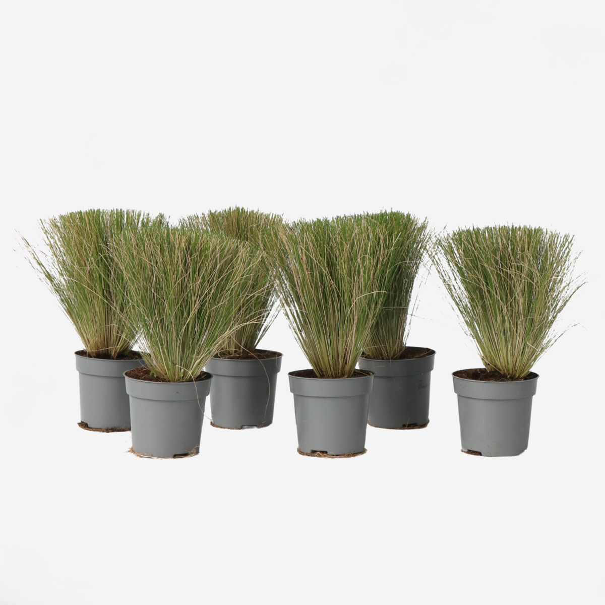 Stipa tenuifolia 'Pony Tails' - 6er-Set - Ziergras
