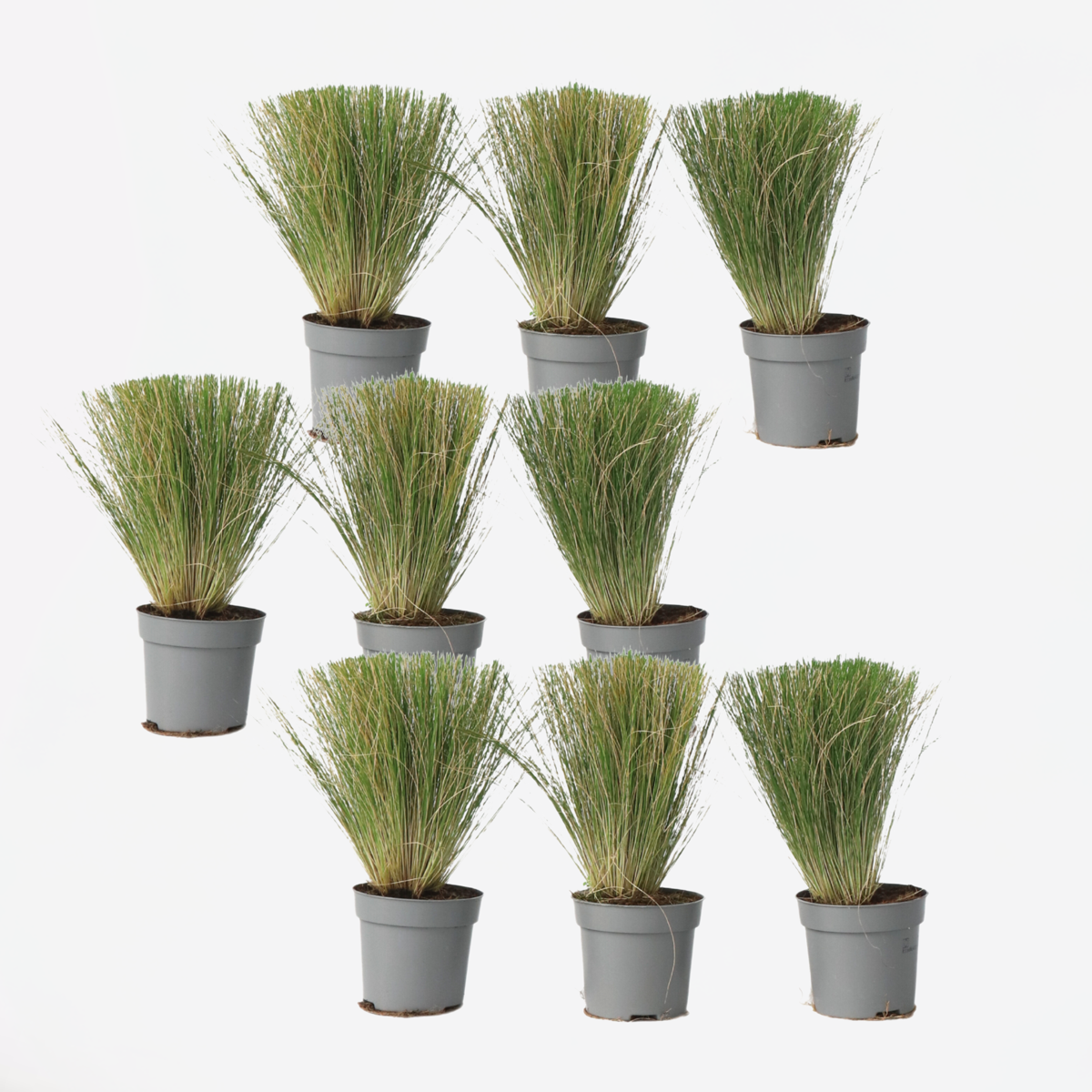 Stipa tenuifolia 'Pony Tails' - 9er-Set - Ziergras
