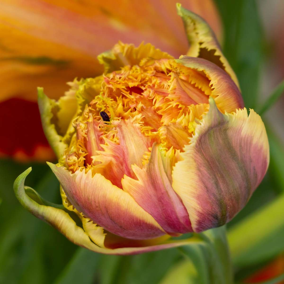 Tulipa 'Brisbane' - Tulpenbollen - Set van 10 - Roze