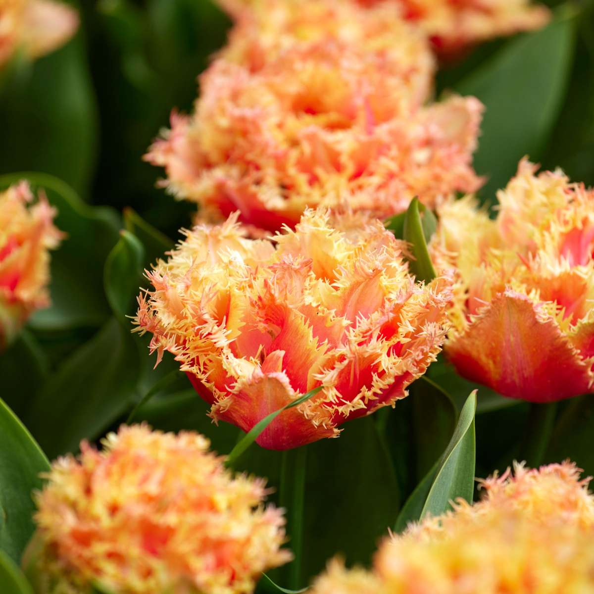 Tulipa 'Brisbane' - Tulpenzwiebeln - 10er-Set - Rosa