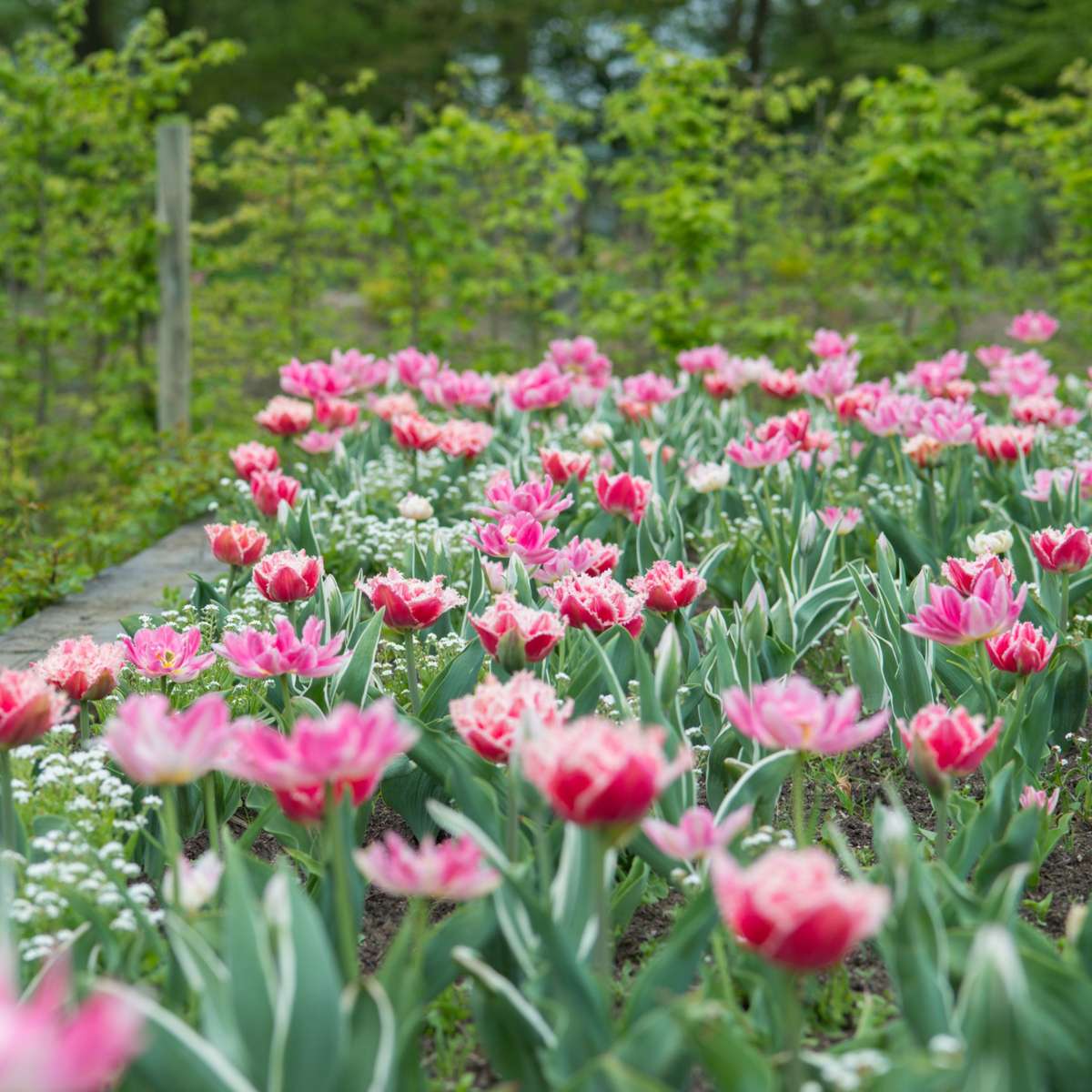 Tulipa 'Queensland' - 15er-Set - Tulpenzwiebeln - Rosa, Weiß