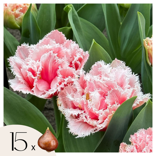 Tulipa 'Queensland' - 15er-Set - Tulpenzwiebeln - Rosa, Weiß