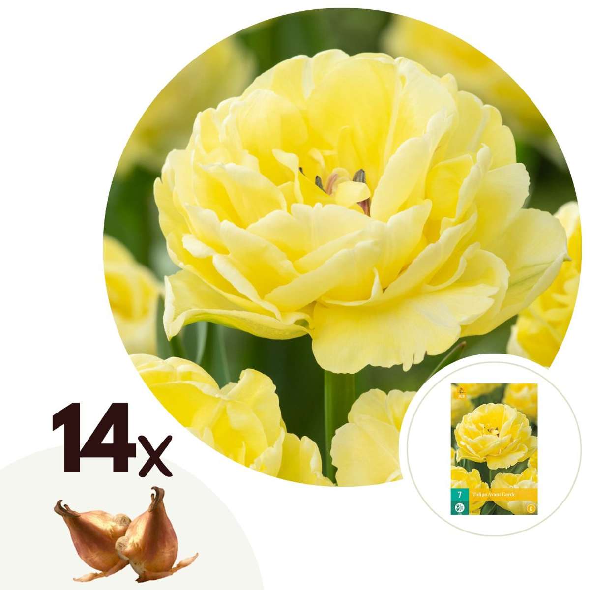 Tulipa 'Avant Garde' - 14er-Set - Tulpe - Gelb