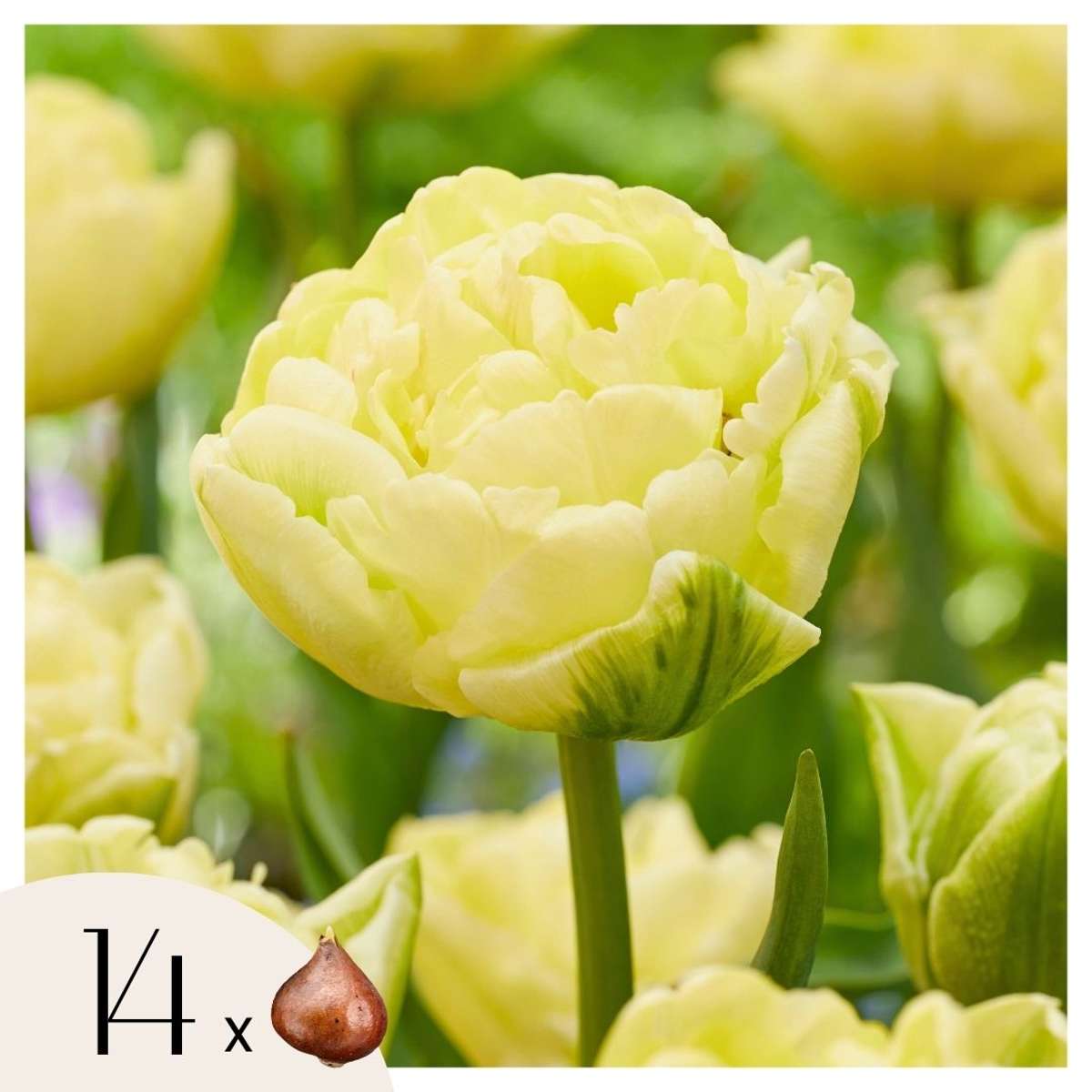 Tulipa 'Avant Garde' - 14er-Set - Tulpe - Gelb