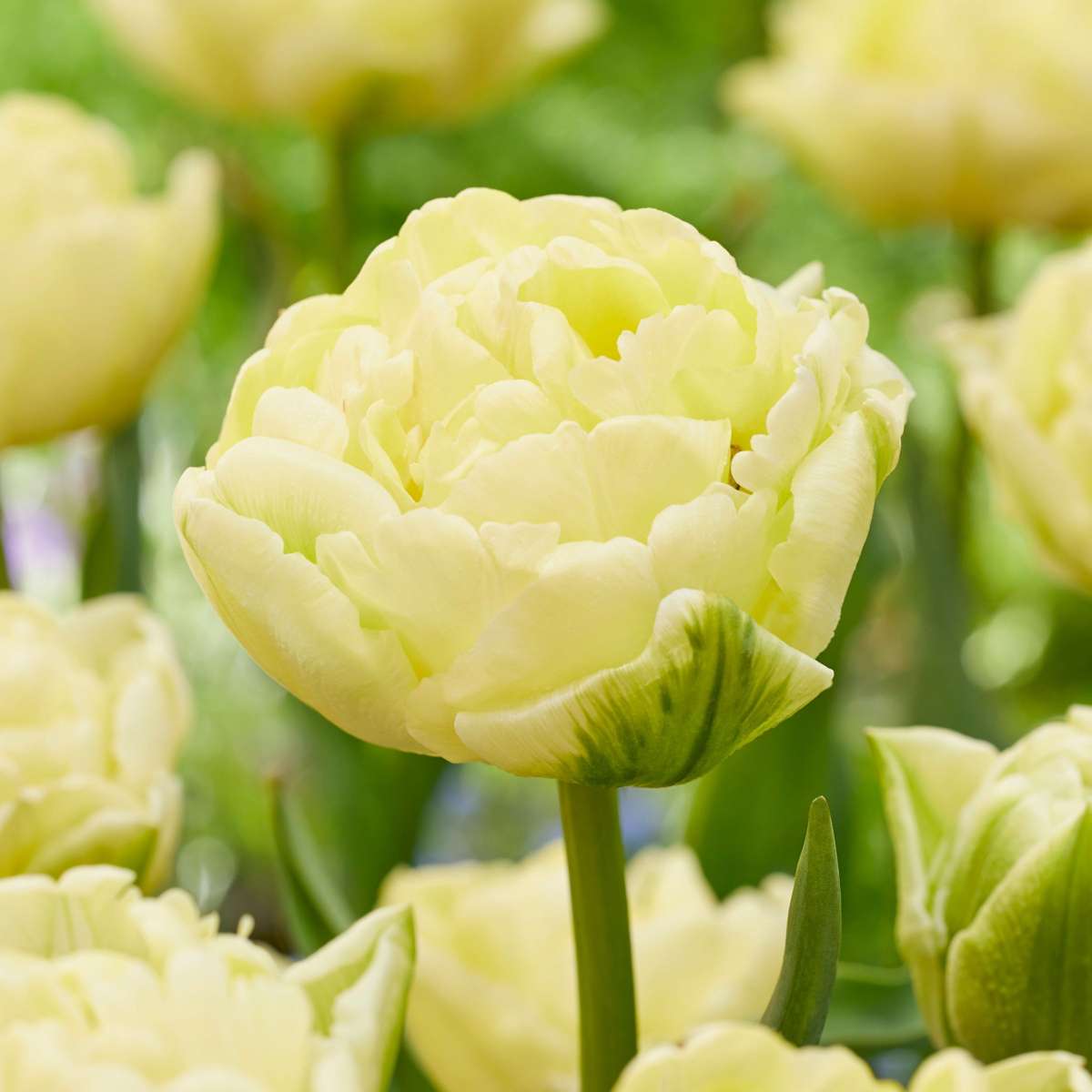 Tulipa 'Avant Garde' - 21er-Set - Tulpe - Gelb