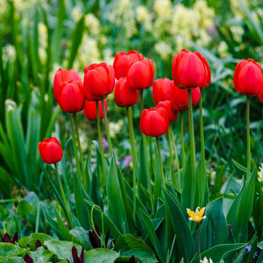 Tulipa 'Red Impression' - 14er-Set - Tulpenzwiebeln