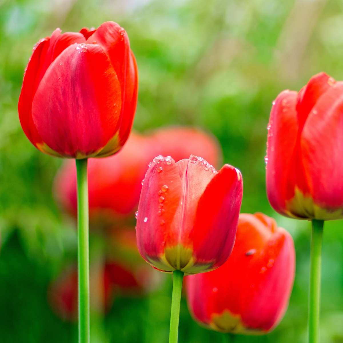 Tulipa 'Red Impression' - 14er-Set - Tulpenzwiebeln