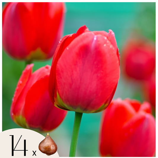 Tulipa 'Red Impression' - 14er-Set - Tulpenzwiebeln