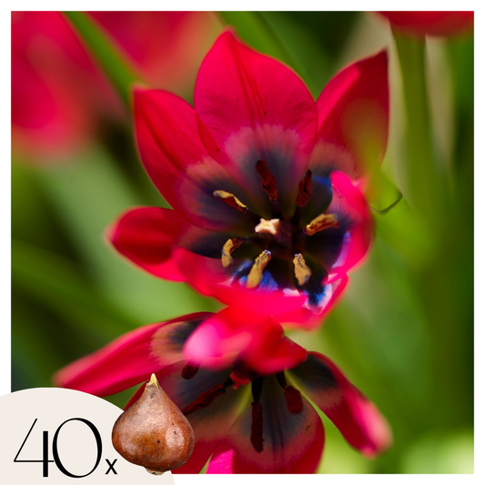 Tulipa 'Little Beauty' - Tulpenzwiebeln - 40er-Set - Rot