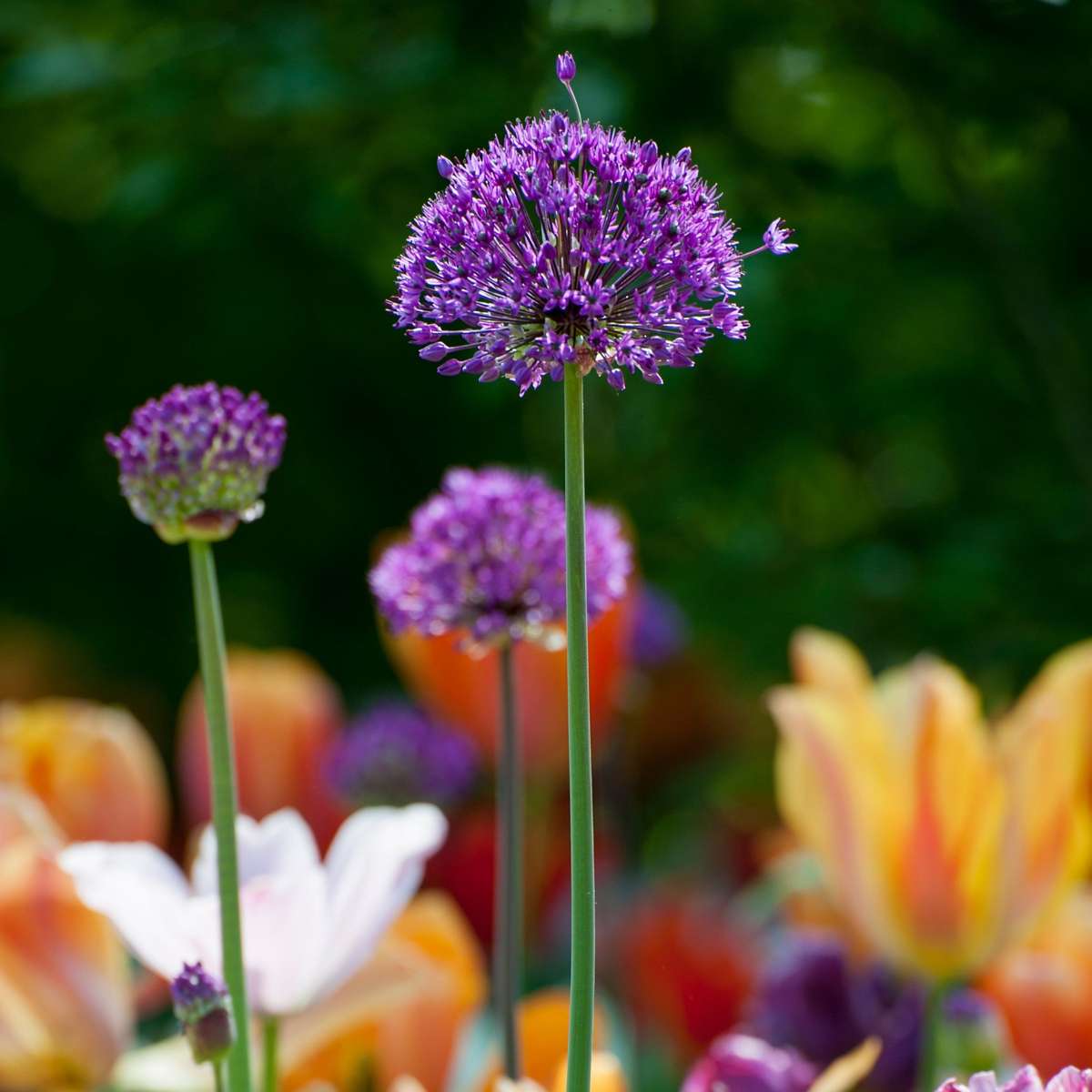 Allium Purple Sensation - 30er-Set - Blumenzwiebeln