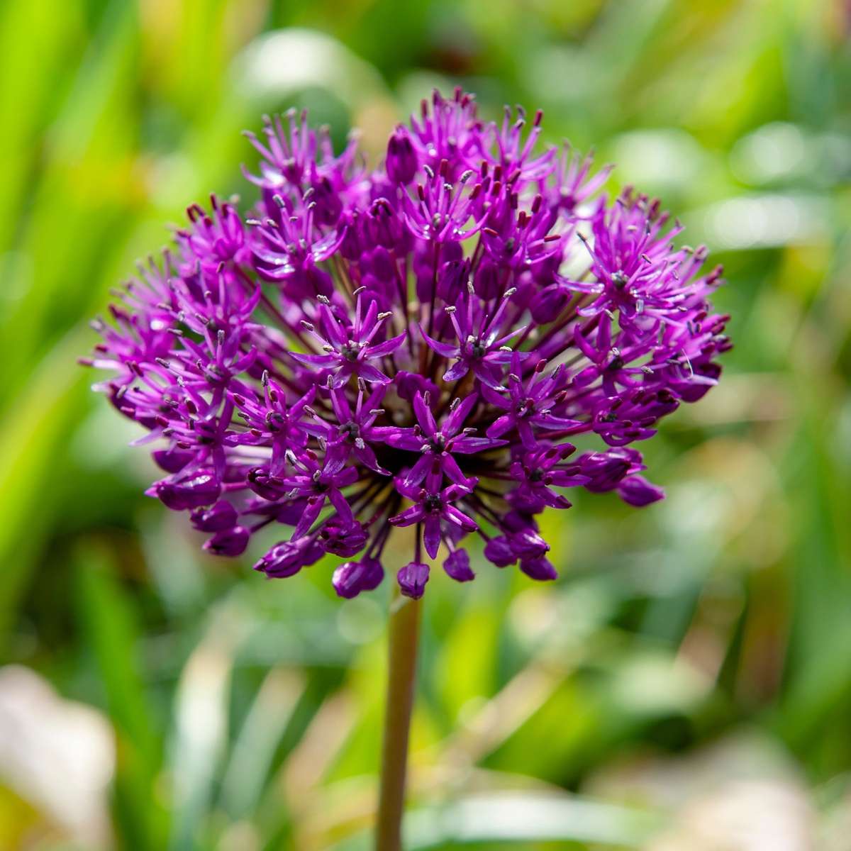Allium Purple Sensation - 30er-Set - Blumenzwiebeln