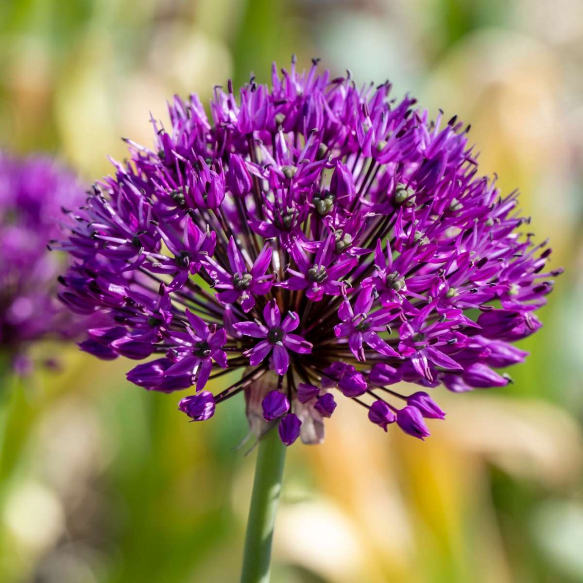 Allium Purple Sensation - 60er-Set - Blumenzwiebeln