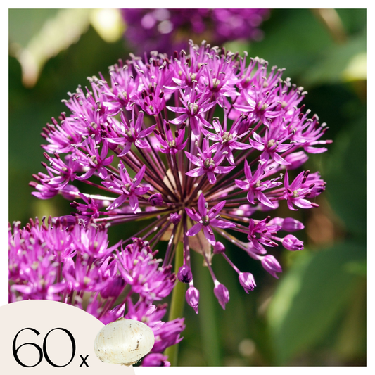 Allium Purple Sensation - Set van 60 - Bloembollen