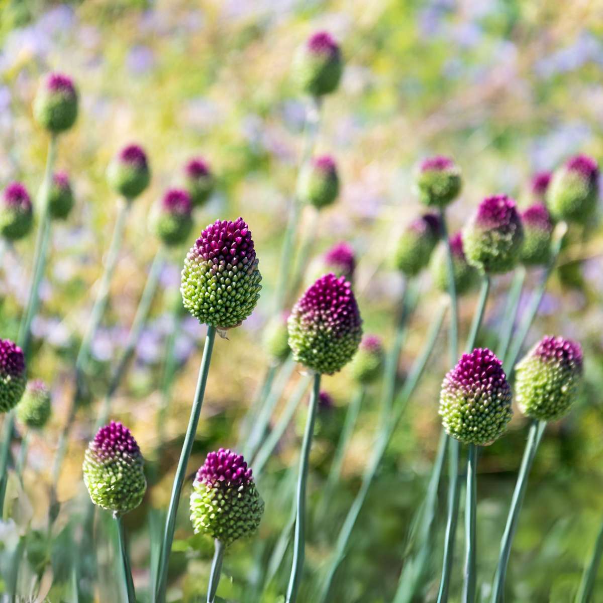 Allium Sphaerocephalon - x100 - Trommelstock - Blumenzwiebeln