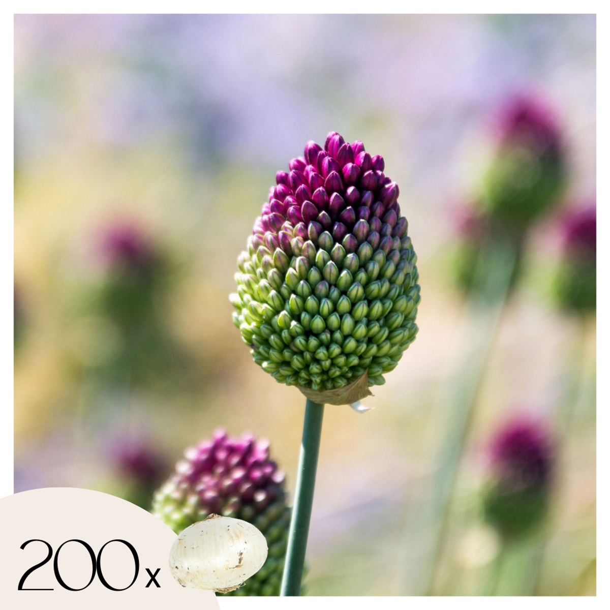 Allium Sphaerocephalon - x200 - Trommelstock - Blumenzwiebeln