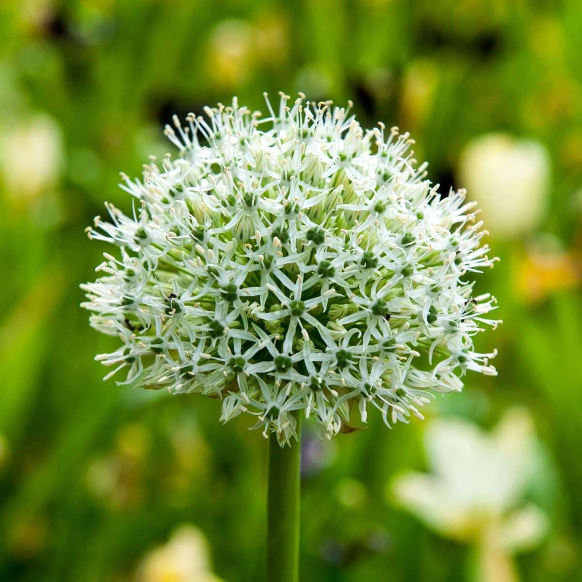 Allium Mount Everest - Blumenzwiebeln - 3er-Set - Weiß